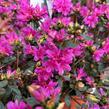 Azalka japonská 'Amoena' - Azalea japonica 'Amoena'
