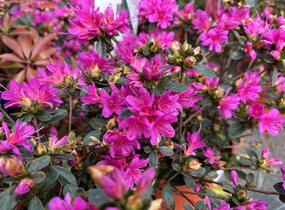 Azalka japonská 'Amoena' - Azalea japonica 'Amoena'