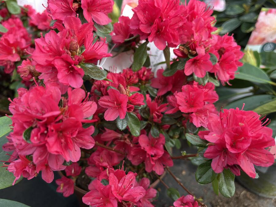 Azalka japonská 'Hino Crimson' - Azalea japonica 'Hino Crimson'
