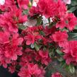 Azalka japonská 'Hino Crimson' - Azalea japonica 'Hino Crimson'