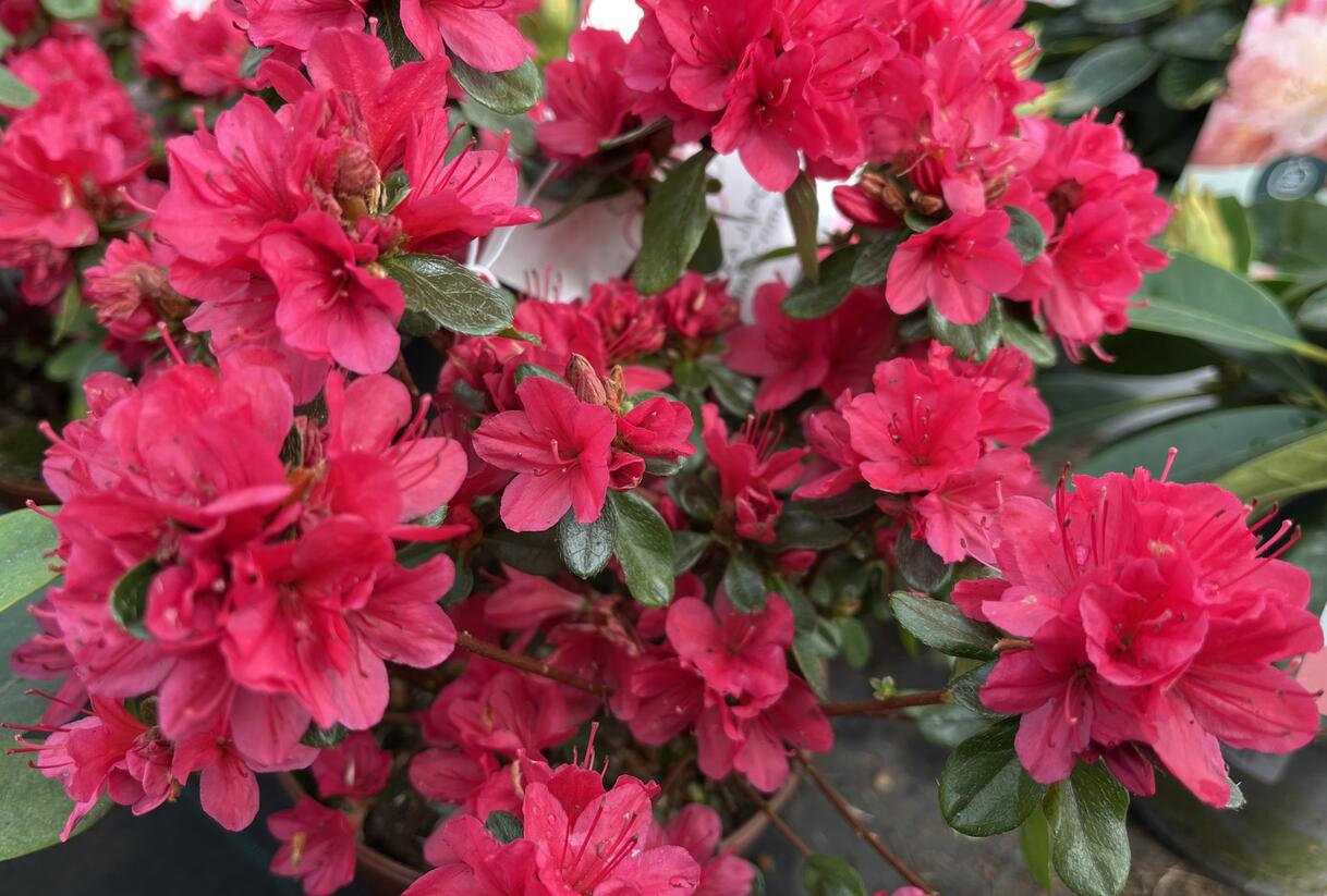 Azalka japonská 'Hino Crimson' - Azalea japonica 'Hino Crimson'