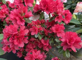 Azalka japonská 'Hino Crimson' - Azalea japonica 'Hino Crimson'