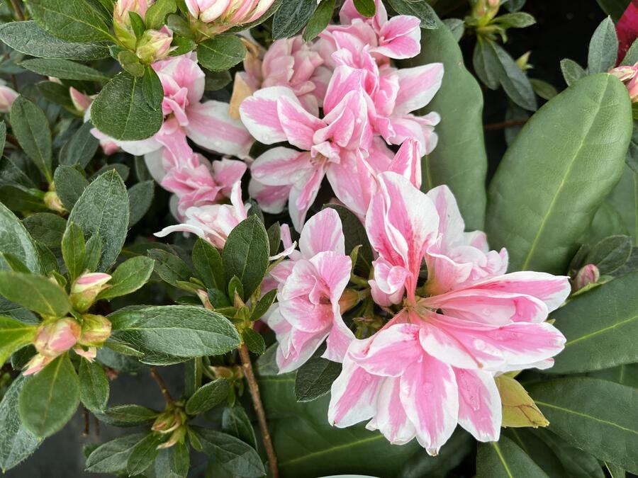 Azalka japonská 'Melle' - Azalea japonica 'Melle'