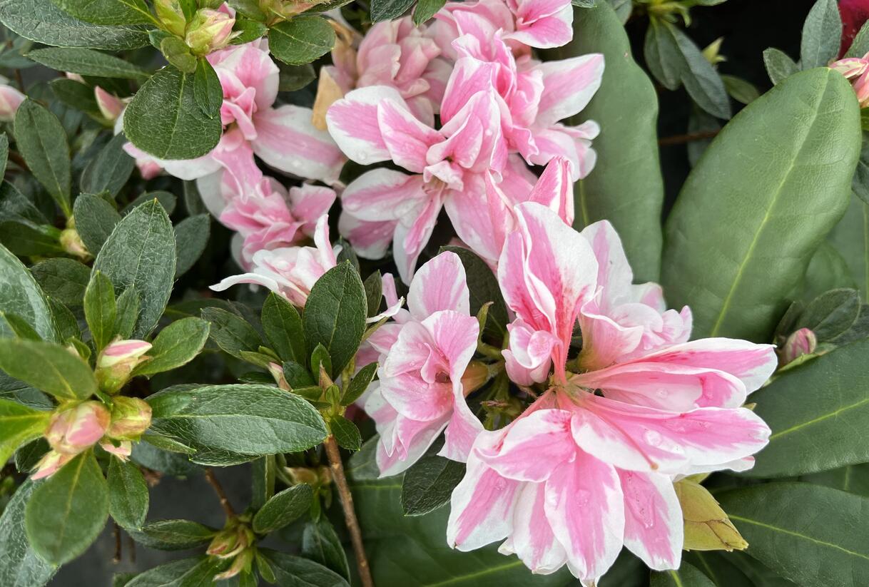 Azalka japonská 'Melle' - Azalea japonica 'Melle'