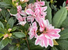 Azalka japonská 'Melle' - Azalea japonica 'Melle'