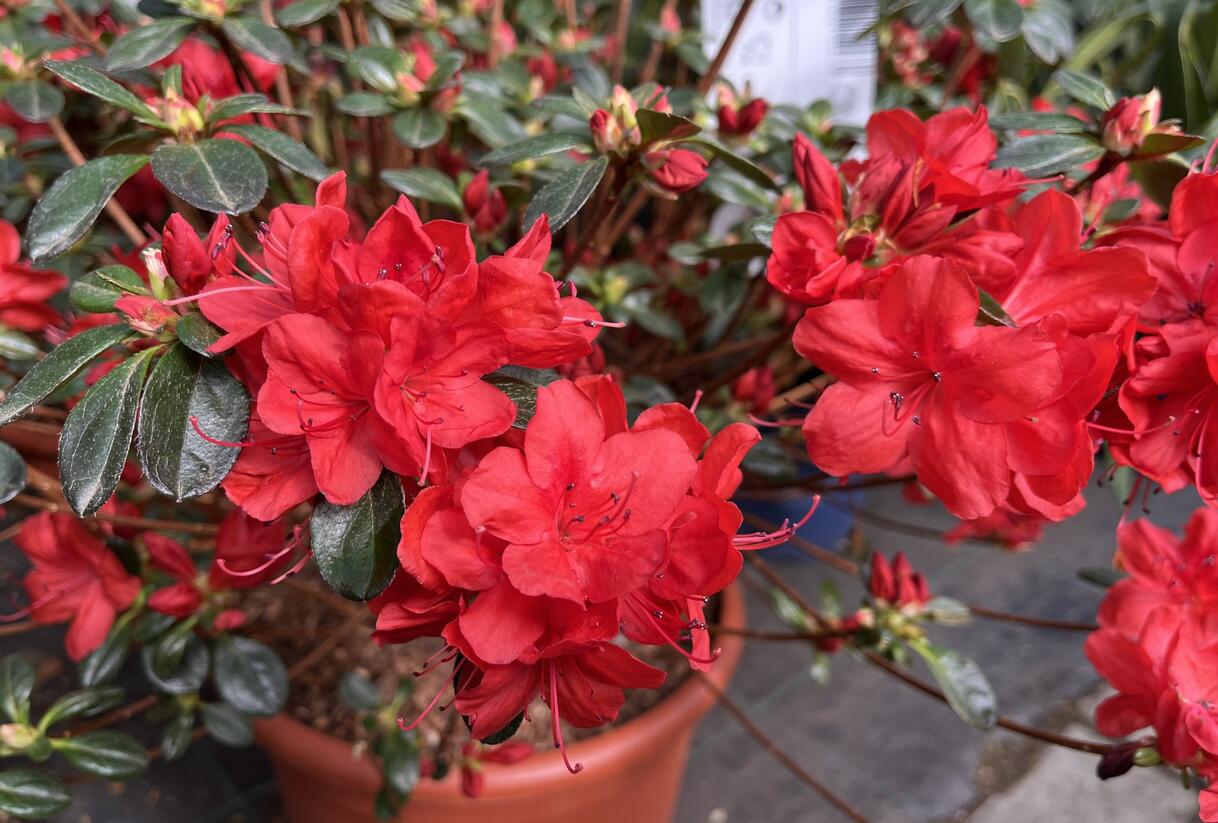 Azalka japonská 'Stewartstonian' - Azalea japonica 'Stewartstonian'