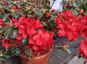 Azalka japonská 'Stewartstonian' - Azalea japonica 'Stewartstonian'