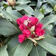 Pěnišník 'XXL' - Rhododendron 'XXL'