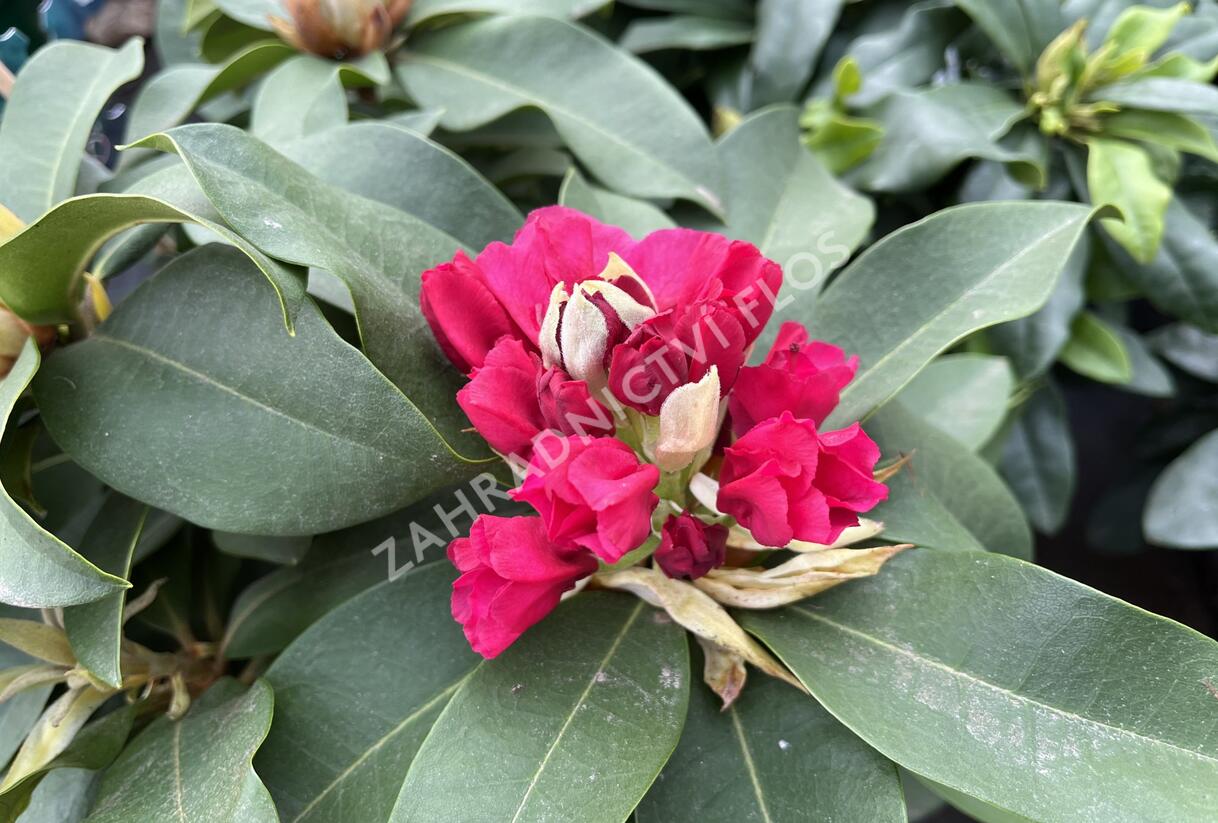 Pnink 'XXL' - Rhododendron 'XXL' | Zahradnictv FLOS