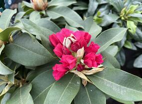 Pěnišník 'XXL' - Rhododendron 'XXL'