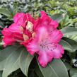 Pěnišník 'XXL' - Rhododendron 'XXL'