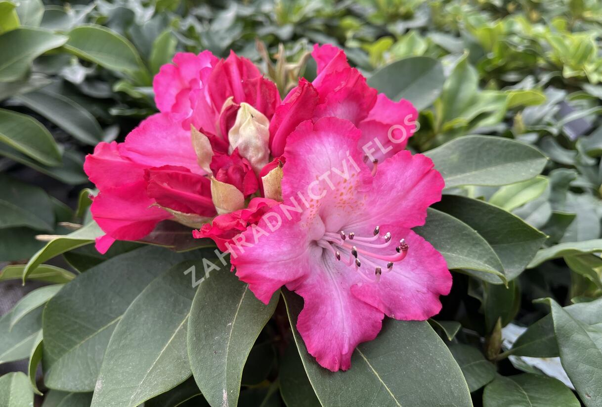 olivenbaum grohandel Olivenbaum  Olea europaea 'Picual' (Grande) (H8)  Blupf by Kitzinger