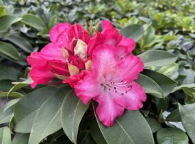 Pěnišník 'XXL' - Rhododendron 'XXL'