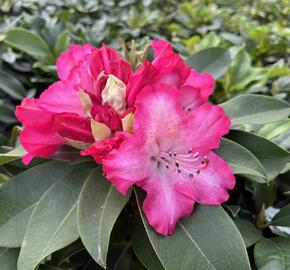 Pěnišník 'XXL' - Rhododendron 'XXL'