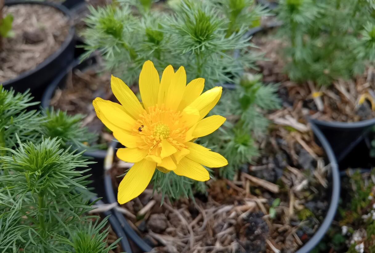 Hlaváček jarní - Adonis vernalis