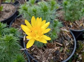 Hlaváček jarní - Adonis vernalis