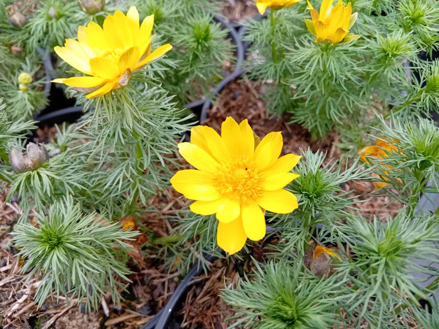 Hlaváček jarní - Adonis vernalis