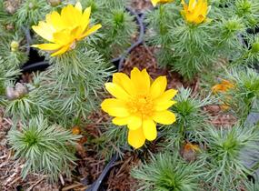 Hlaváček jarní - Adonis vernalis