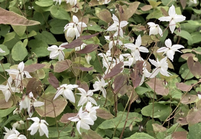 Škornice Youngova 'Niveum' - Epimedium youngianum 'Niveum'