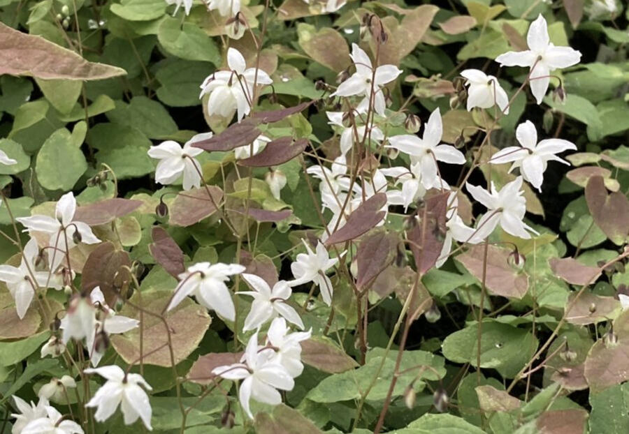 Škornice Youngova 'Niveum' - Epimedium youngianum 'Niveum'