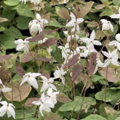 Škornice Youngova 'Niveum' - Epimedium youngianum 'Niveum'