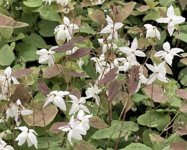 Škornice Youngova 'Niveum'