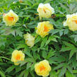 Pivoňka dřevitá 'High Noon' - Paeonia suffruticosa 'High Noon'