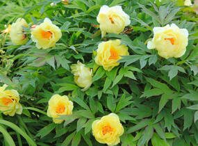 Pivoňka dřevitá 'High Noon' - Paeonia suffruticosa 'High Noon'