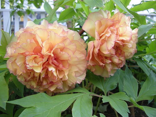 Pivoňka dřevitá 'Kinkaku' - Paeonia suffruticosa 'Kinkaku'