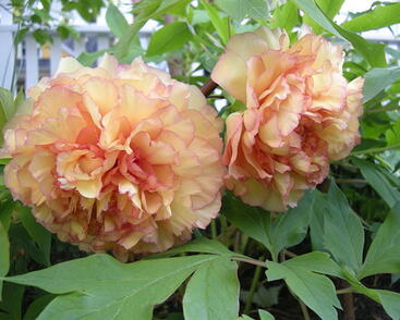 Pivoňka dřevitá 'Kinkaku'