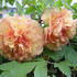 Paeonia suffruticosa 'Kinkaku'