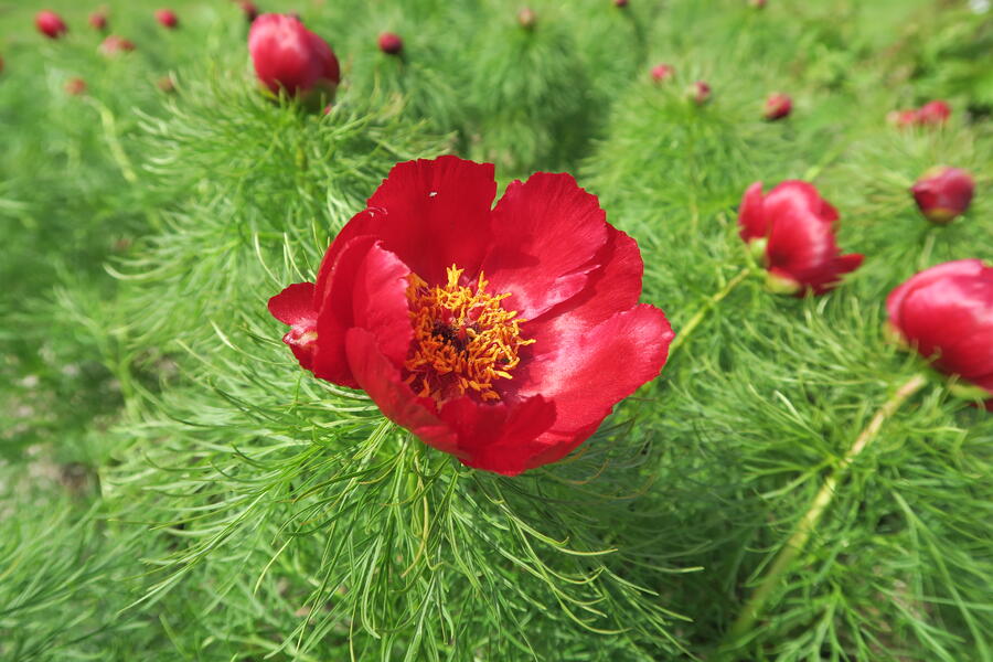 Pivoňka úzkolistá (koprolistá) - Paeonia tenuifolia