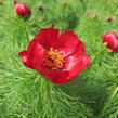 Pivoňka úzkolistá (koprolistá) - Paeonia tenuifolia