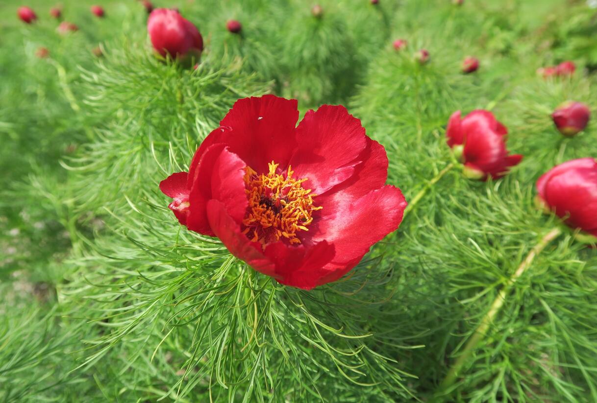 Pivoňka úzkolistá (koprolistá) - Paeonia tenuifolia
