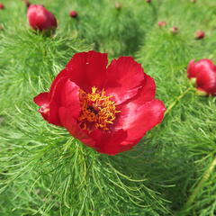 Pivoňka úzkolistá (koprolistá) - Paeonia tenuifolia