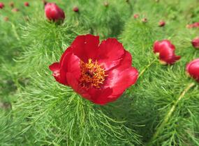 Pivoňka úzkolistá (koprolistá) - Paeonia tenuifolia
