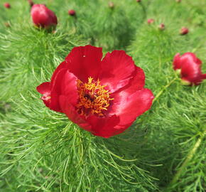 Pivoňka úzkolistá (koprolistá) - Paeonia tenuifolia