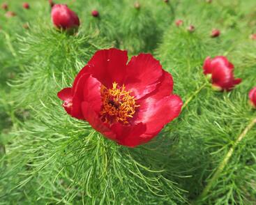 Pivoňka úzkolistá (koprolistá)