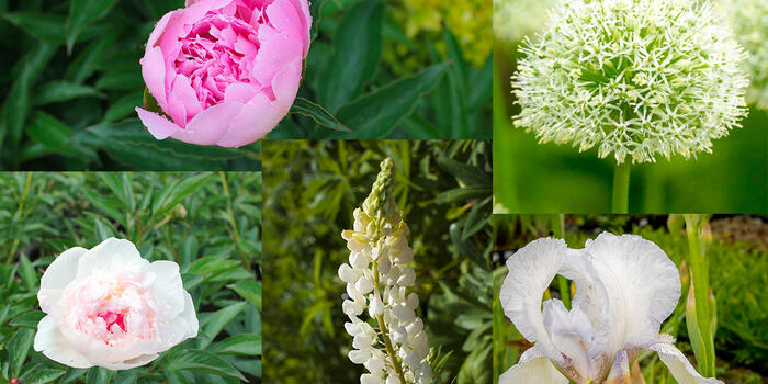 kombinace pivonky a dalších rostlin