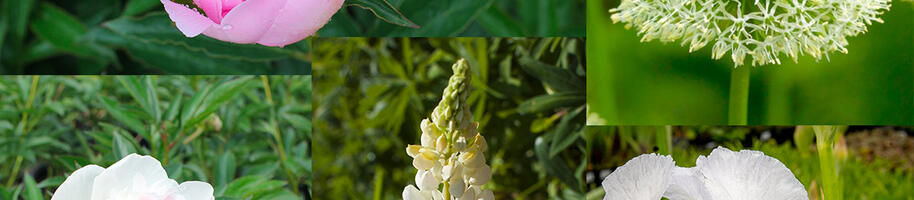 kombinace pivonky a dalších rostlin