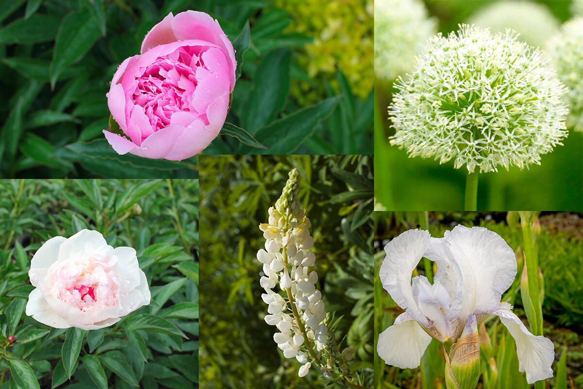 kombinace pivonky a dalších rostlin