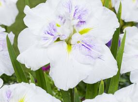 Kosatec Dinner Plate 'Cupcake' - Iris ensata Dinner Plate 'Cupcake'