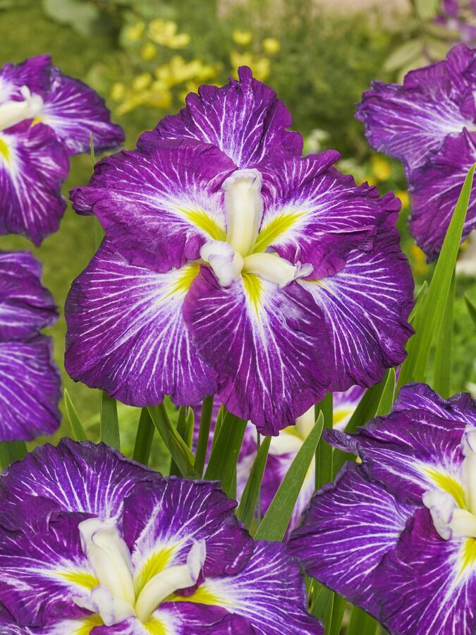 Kosatec Dinner Plate 'Jell-O' - Iris ensata Dinner Plate 'Jell-O'