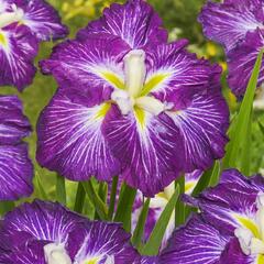 Kosatec Dinner Plate 'Jell-O' - Iris ensata Dinner Plate 'Jell-O'