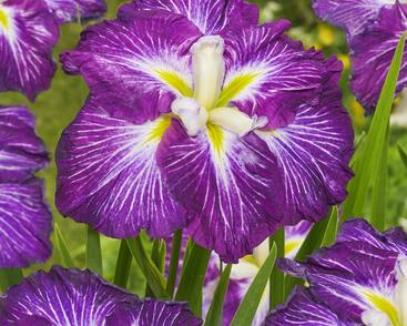 Kosatec Dinner Plate 'Jell-O'