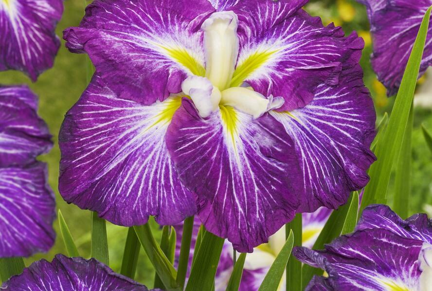 Kosatec Dinner Plate 'Jell-O' - Iris ensata Dinner Plate 'Jell-O'