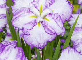 Kosatec Dinner Plate 'Tiramisu' - Iris ensata Dinner Plate 'Tiramisu'