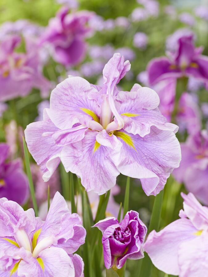 Kosatec Dinner Plate 'Tub Tim Grob' - Iris ensata Dinner Plate 'Tub Tim Grob'