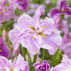 Kosatec Dinner Plate 'Tub Tim Grob' - Iris ensata Dinner Plate 'Tub Tim Grob'