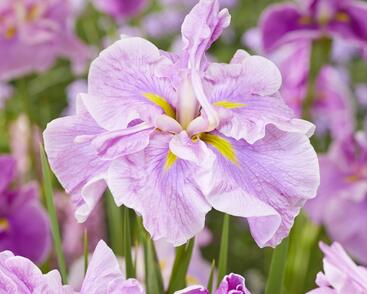 Kosatec Dinner Plate 'Tub Tim Grob'